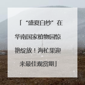 “盛夏白纱”在华南国家植物园惊艳绽放！海杧果迎来最佳观赏期