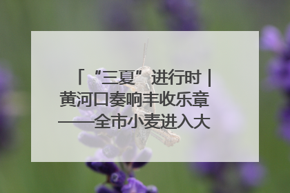 “三夏”进行时｜黄河口奏响丰收乐章——全市小麦进入大面积收获高峰期