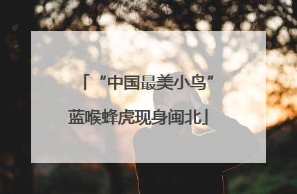 “中国最美小鸟”蓝喉蜂虎现身闽北