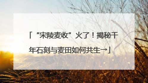 “宋陵麦收”火了！揭秘千年石刻与麦田如何共生→