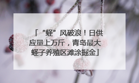 “蛏”风破浪！日供应量上万斤，青岛最大蛏子养殖区滩涂掘金