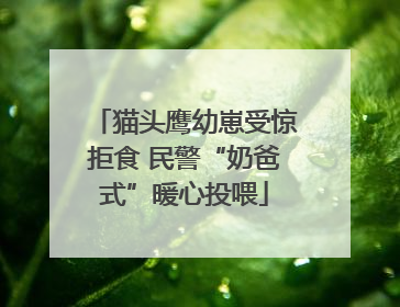 猫头鹰幼崽受惊拒食 民警“奶爸式”暖心投喂