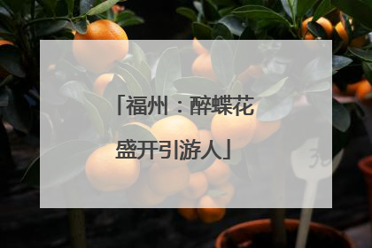 福州：醉蝶花盛开引游人