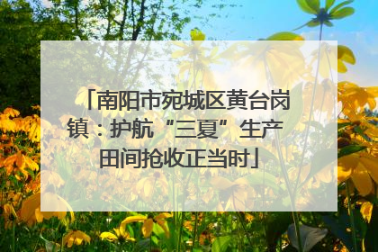 南阳市宛城区黄台岗镇：护航“三夏”生产 田间抢收正当时