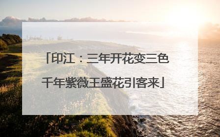 印江：三年开花变三色 千年紫薇王盛花引客来