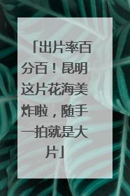 出片率百分百！昆明这片花海美炸啦，随手一拍就是大片
