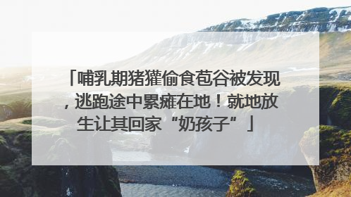 哺乳期猪獾偷食苞谷被发现，逃跑途中累瘫在地！就地放生让其回家“奶孩子”