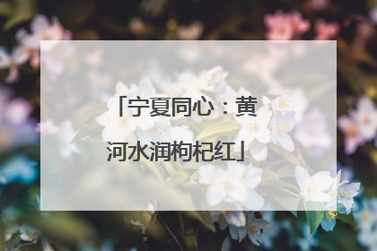 宁夏同心：黄河水润枸杞红