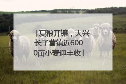 夏粮开镰，大兴长子营镇近6000亩小麦迎丰收