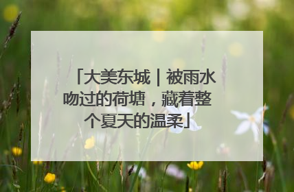 大美东城｜被雨水吻过的荷塘，藏着整个夏天的温柔