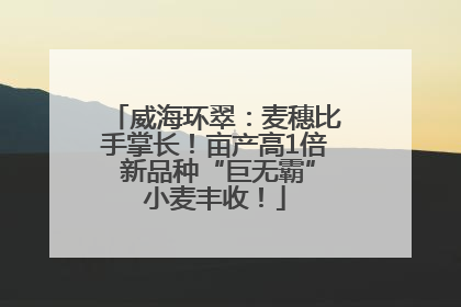威海环翠：麦穗比手掌长！亩产高1倍 新品种“巨无霸”小麦丰收！