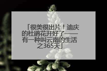 很美很出片！迪庆的杜鹃花开好了——有一种叫云南的生活之365天