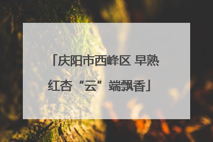 庆阳市西峰区 早熟红杏“云”端飘香