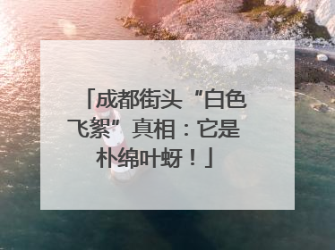 成都街头“白色飞絮”真相：它是朴绵叶蚜！