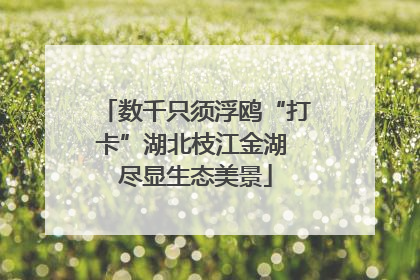 数千只须浮鸥“打卡”湖北枝江金湖 尽显生态美景
