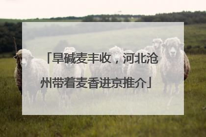 旱碱麦丰收，河北沧州带着麦香进京推介
