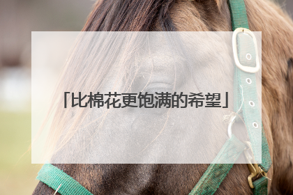 比棉花更饱满的希望