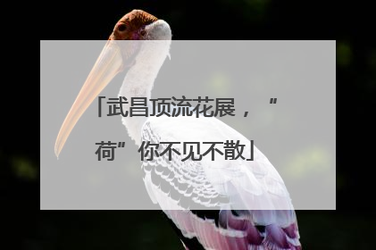 武昌顶流花展，“荷”你不见不散