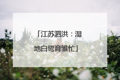 江苏泗洪：湿地白鹭育雏忙