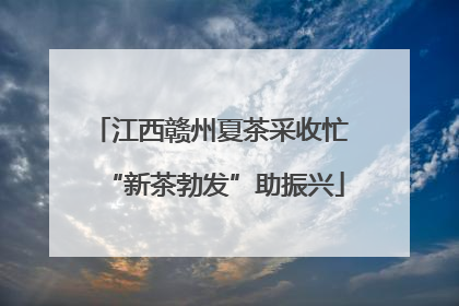 江西赣州夏茶采收忙 “新茶勃发”助振兴