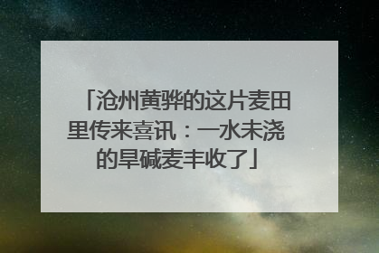 沧州黄骅的这片麦田里传来喜讯：一水未浇的旱碱麦丰收了