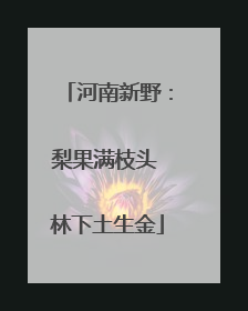 河南新野：梨果满枝头 林下土生金