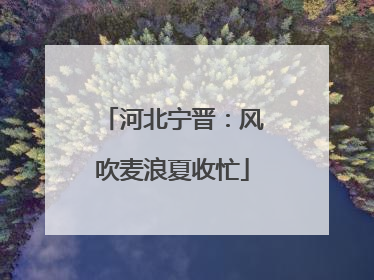 河北宁晋：风吹麦浪夏收忙