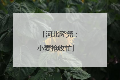 河北隆尧：小麦抢收忙