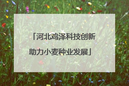 河北鸡泽科技创新助力小麦种业发展