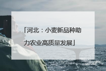 河北：小麦新品种助力农业高质量发展