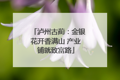 泸州古蔺：金银花开香满山 产业铺就致富路