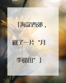 海淀西郊，藏了一片“月季梯田”