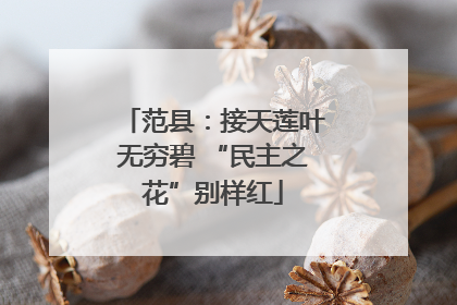 范县：接天莲叶无穷碧 “民主之花”别样红