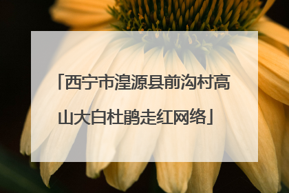 西宁市湟源县前沟村高山大白杜鹃走红网络