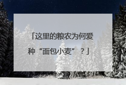 这里的粮农为何爱种“面包小麦”？