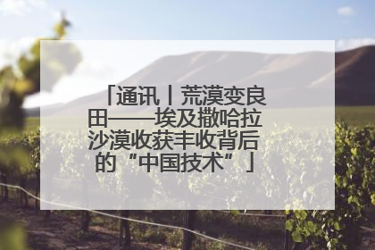 通讯丨荒漠变良田——埃及撒哈拉沙漠收获丰收背后的“中国技术”