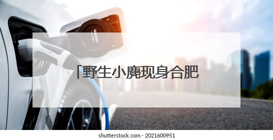 野生小麂现身合肥环城公园？专家呼吁：若邂逅切勿惊扰