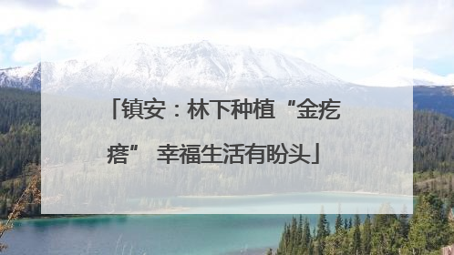 镇安：林下种植“金疙瘩” 幸福生活有盼头