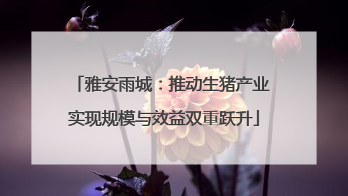 雅安雨城：推动生猪产业实现规模与效益双重跃升