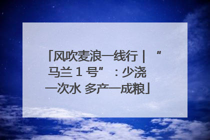 风吹麦浪一线行｜“马兰 1 号”：少浇一次水 多产一成粮