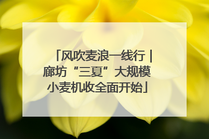 风吹麦浪一线行｜廊坊“三夏”大规模小麦机收全面开始