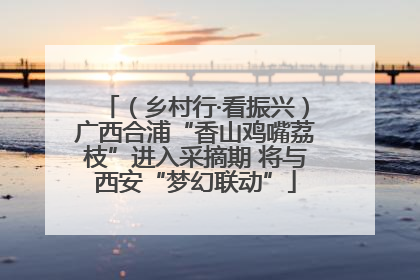 （乡村行·看振兴）广西合浦“香山鸡嘴荔枝”进入采摘期 将与西安“梦幻联动”