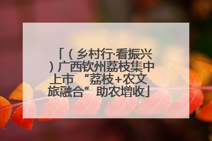 （乡村行·看振兴）广西钦州荔枝集中上市 “荔枝+农文旅融合”助农增收