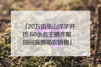 20万亩巫山洋芋开挖 60余名主播齐聚田间直播助农销售